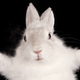 Image for article titled Hungry Monster Rabbits Are Destroying Cars Parked at the Denver International Airport